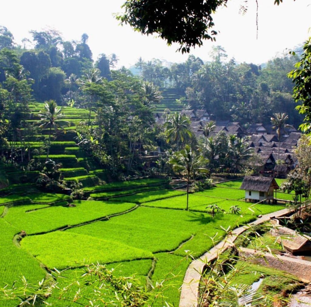 Hamparan sawah di perkampungan adat naga tasikmalaya dok kampung naga